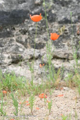 <i>Papaver dubium </i>subsp.<i> lecoqii</i> (Lamotte) Syme, 1863 © R. Dupré MNHN/CBNBP