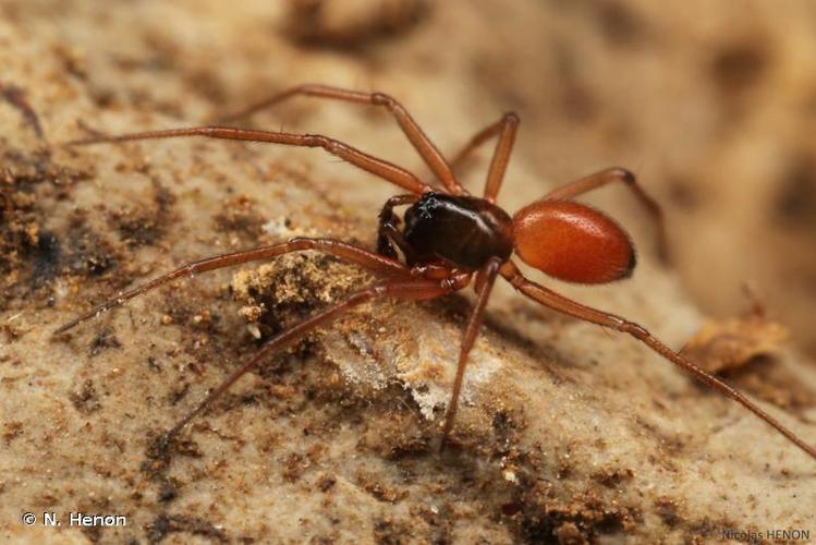 <i>Ostearius melanopygius</i> (O. Pickard-Cambridge, 1880) © N. Henon