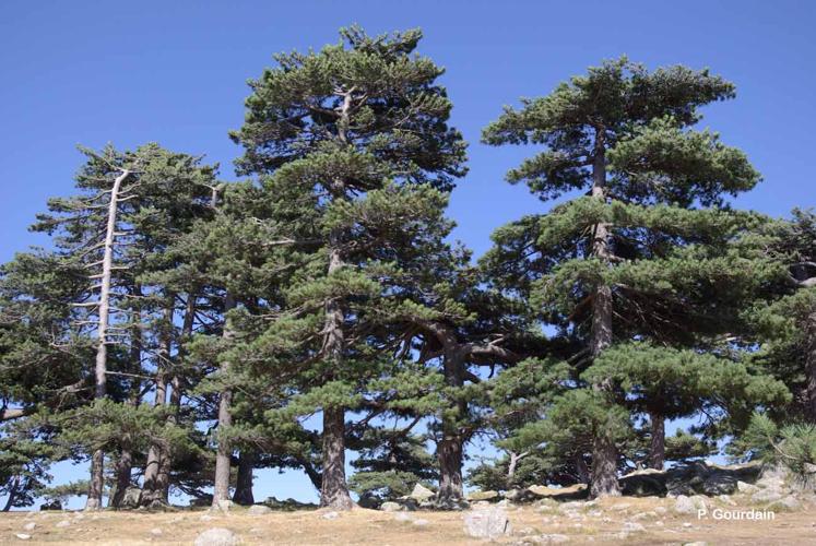 <i>Pinus nigra </i>subsp.<i> laricio</i> Palib. ex Maire, 1928 © P. Gourdain