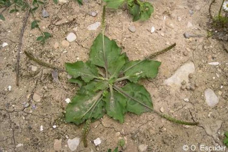 <i>Plantago major </i>subsp.<i> pleiosperma</i> Pilg., 1937 © O. Escuder