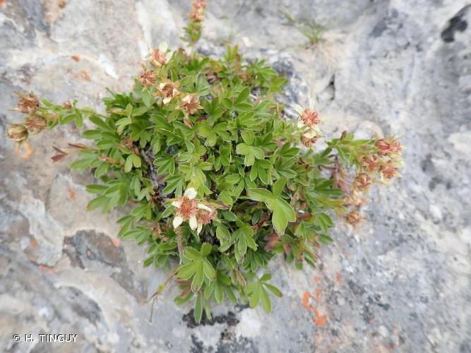 <i>Potentilla caulescens </i>L., 1756 subsp.<i> caulescens</i> © H. TINGUY