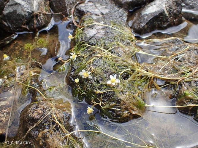 <i>Ranunculus trichophyllus </i>subsp.<i> eradicatus</i> (Laest.) C.D.K.Cook, 1967 © 