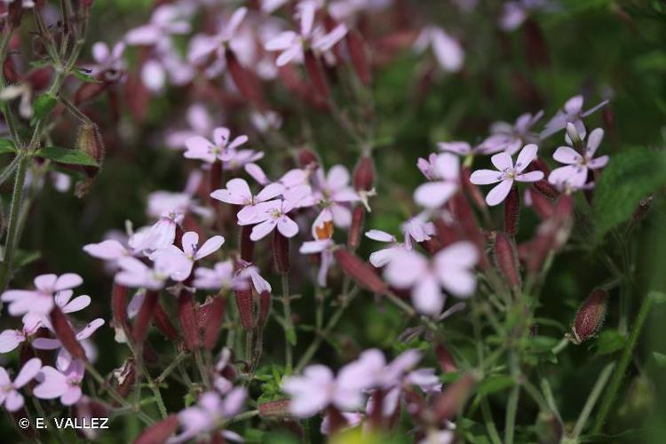 <i>Saponaria ocymoides </i>L., 1753 subsp.<i> ocymoides</i> © E. VALLEZ