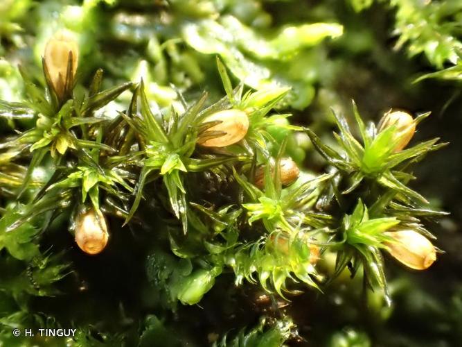 <i>Orthotrichum patens</i> Bruch ex Brid., 1827 © H. TINGUY