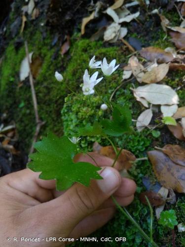 <i>Saxifraga rotundifolia </i>L., 1753 subsp.<i> rotundifolia</i> © R. Poncet - LPR Corse - MNHN, CdC, OFB