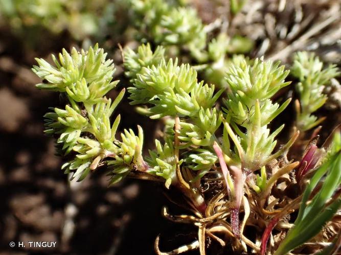 <i>Scleranthus annuus </i>subsp.<i> verticillatus</i> (Tausch) Arcang., 1882 © H. TINGUY