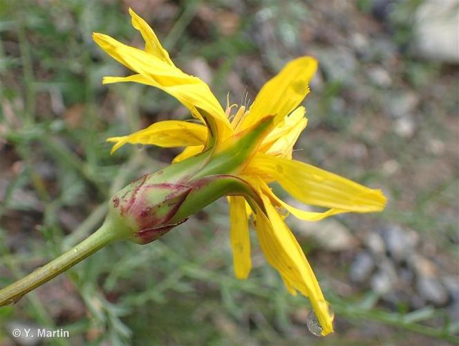 <i>Scorzonera hispanica </i>subsp.<i> asphodeloides</i> (Wallr.) Arcang., 1882 © 