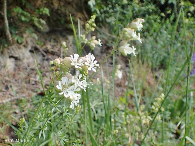 <i>Silene vulgaris </i>(Moench) Garcke, 1869 subsp.<i> vulgaris</i> © 