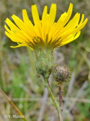 <i>Sonchus arvensis </i>L., 1753 subsp.<i> arvensis</i> © 