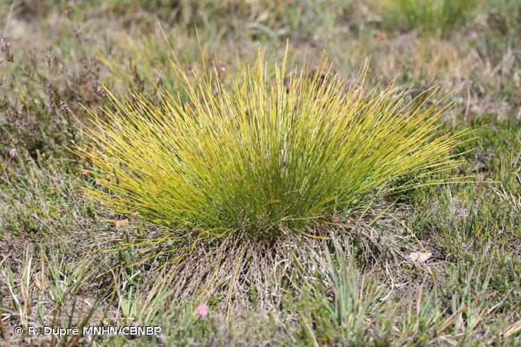 <i>Trichophorum cespitosum </i>subsp.<i> germanicum</i> (Palla) Hegi, 1908 © R. Dupré MNHN/CBNBP