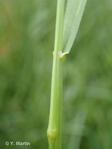 <i>Trisetum flavescens </i>(L.) P.Beauv., 1812 subsp.<i> flavescens</i> © 