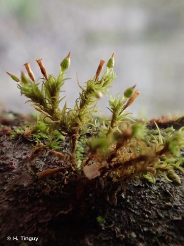 <i>Orthotrichum pulchellum</i> Brunt., 1807 © H. Tinguy