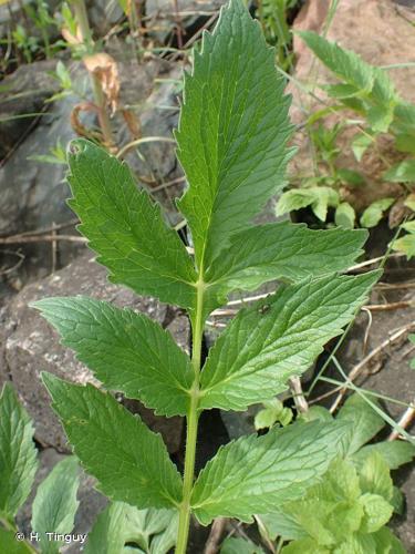 <i>Valeriana officinalis </i>L., 1753 var.<i> officinalis</i> © H. Tinguy