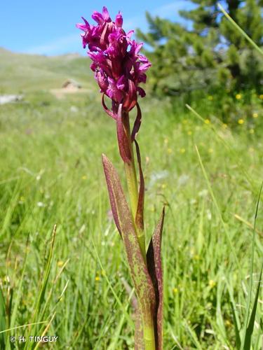 <i>Dactylorhiza incarnata </i>var.<i> hyphaematodes</i> (Neuman) Landwehr, 1975 © H. TINGUY