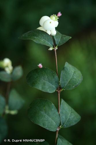 <i>Symphoricarpos albus </i>var.<i> laevigatus</i> (Fernald) S.F.Blake, 1914 © R. Dupré MNHN/CBNBP