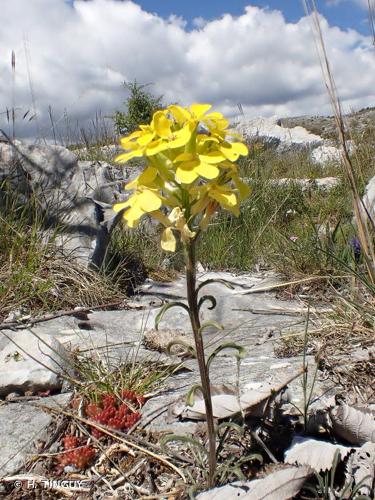 <i>Erysimum nevadense </i>subsp.<i> collisparsum</i> (Jord.) P.W.Ball, 1990 © H. TINGUY