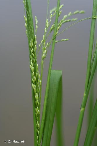 <i>Glyceria striata</i> (Lam.) Hitchc., 1928 © O. Nawrot