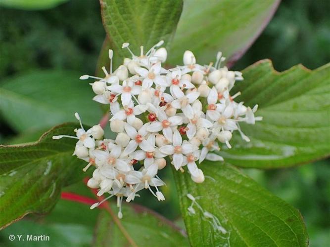 <i>Cornus sericea</i> L., 1771 © 