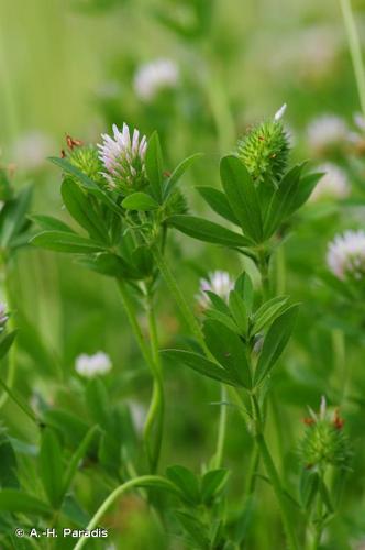 <i>Trifolium squamosum</i> L., 1759 © A.-H. Paradis