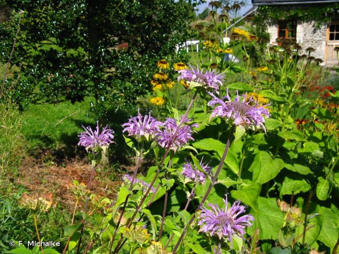 <i>Monarda fistulosa</i> L., 1753 © F. Michalke