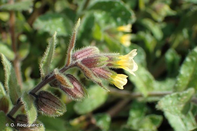 <i>Nonea lutea</i> (Desr.) DC., 1805 © O. Roquinarc'h