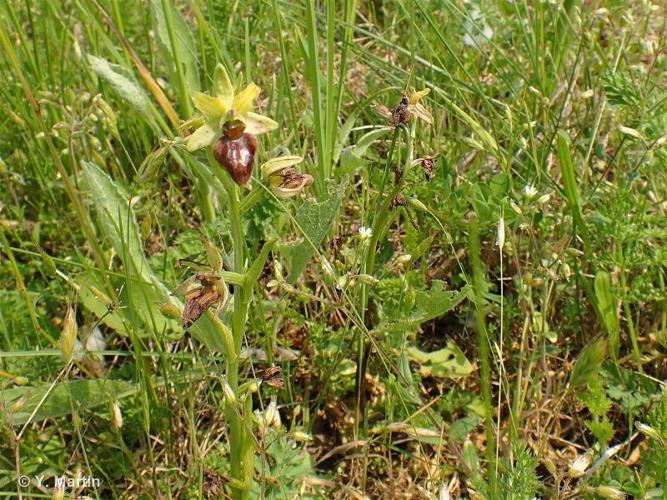 <i>Ophrys aranifera </i>Huds., 1778 subsp.<i> aranifera</i> © 
