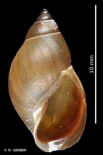 <i>Stagnicola fuscus</i> (C. Pfeiffer, 1821) © R. GERBER