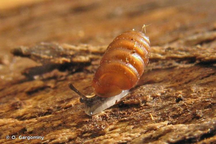 <i>Pupilla triplicata</i> (S. Studer, 1820) © O. Gargominy