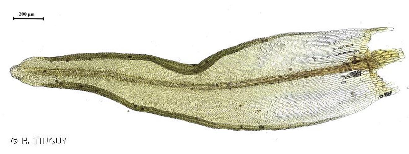 <i>Orthotrichum tenellum</i> Bruch ex Brid., 1827 © H. TINGUY