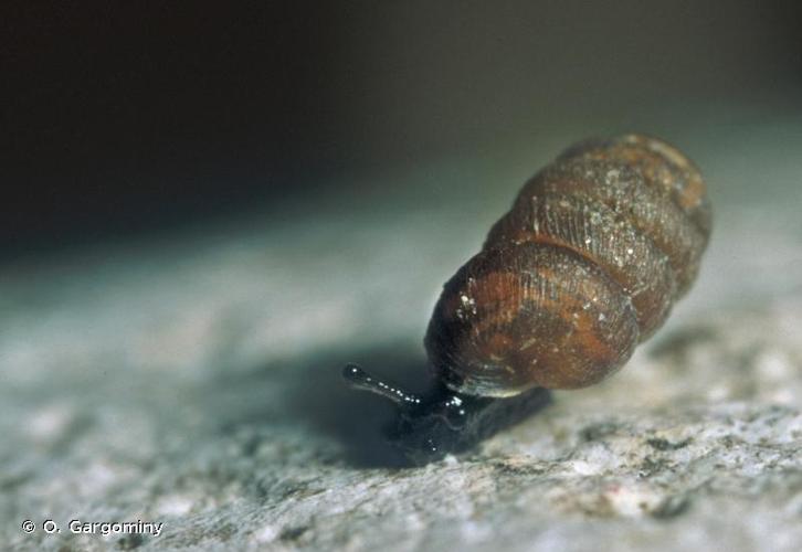 <i>Pupilla alpicola</i> (Charpentier, 1837) © O. Gargominy