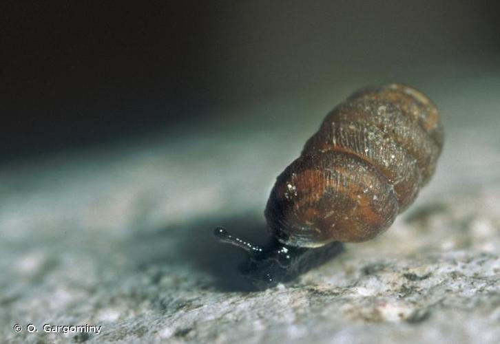 <i>Pupilla alpicola</i> (Charpentier, 1837) © O. Gargominy