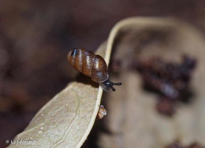 <i>Truncatellina cylindrica</i> (J.B. Férussac, 1807) © L. Léonard