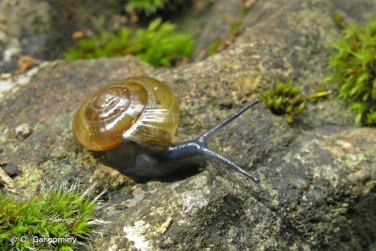 <i>Morlina glabra glabra</i> (Rossmässler, 1835) © O. Gargominy