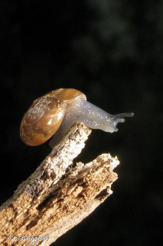 <i>Aegopinella minor</i> (Stabile, 1864) © O. Gargominy