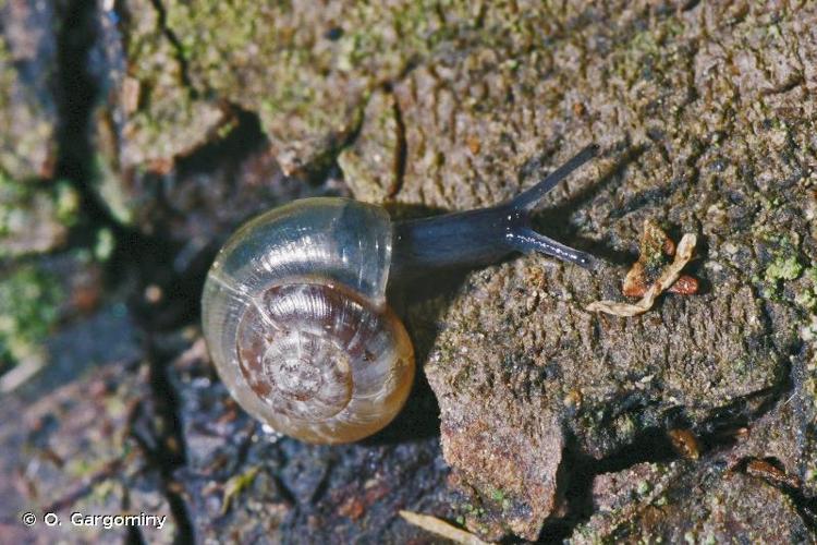 <i>Nesovitrea petronella</i> (L. Pfeiffer, 1853) © O. Gargominy