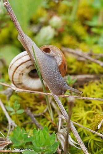 <i>Helicella itala itala</i> (Linnaeus, 1758) © O. Gargominy