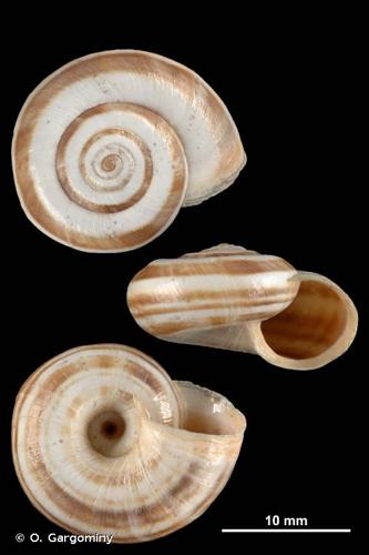 <i>Xerolenta obvia obvia</i> (Menke, 1828) © O. Gargominy