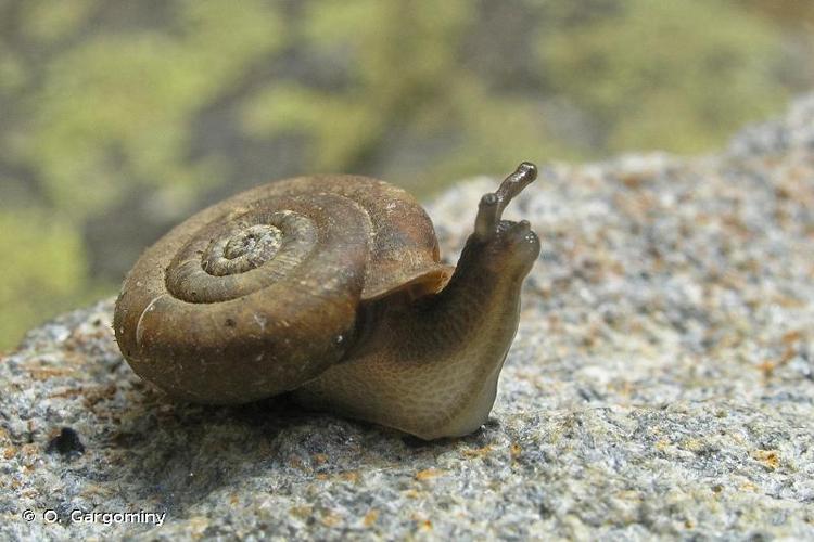 <i>Causa holosericea</i> (S. Studer, 1820) © O. Gargominy