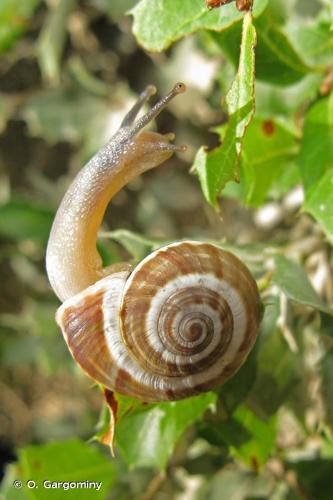 <i>Pseudotachea splendida</i> (Draparnaud, 1801) © O. Gargominy