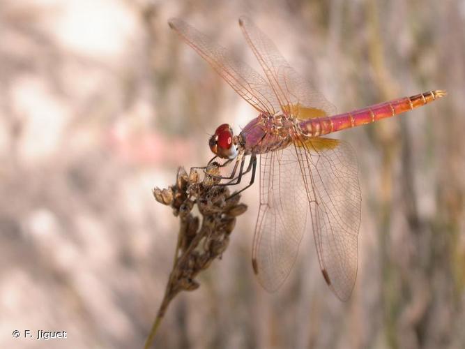 <i>Trithemis annulata</i> (Palisot de Beauvois, 1807) © F. Jiguet