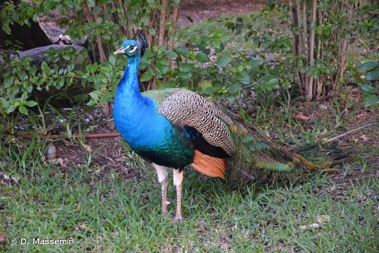 <i>Pavo cristatus</i> Linnaeus, 1758 © D. Massemin