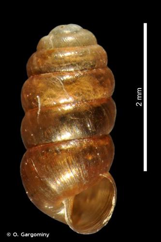 <i>Columella columella</i> (G. von Martens, 1830) © O. Gargominy