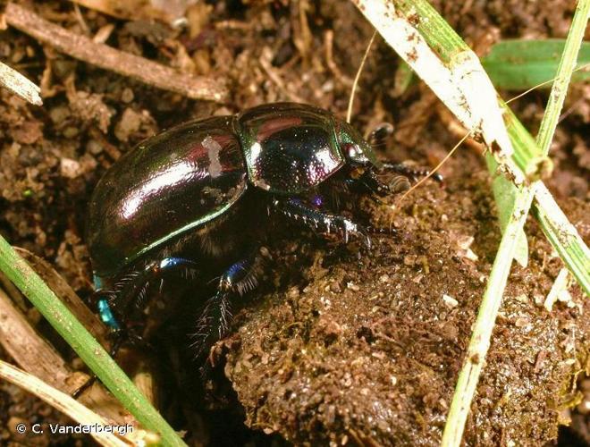 <i>Trypocopris pyrenaeus</i> (Charpentier, 1825) © C. Vanderbergh