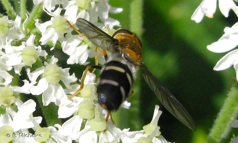 <i>Leucozona glaucia</i> (Linnaeus, 1758) © F. Michalke