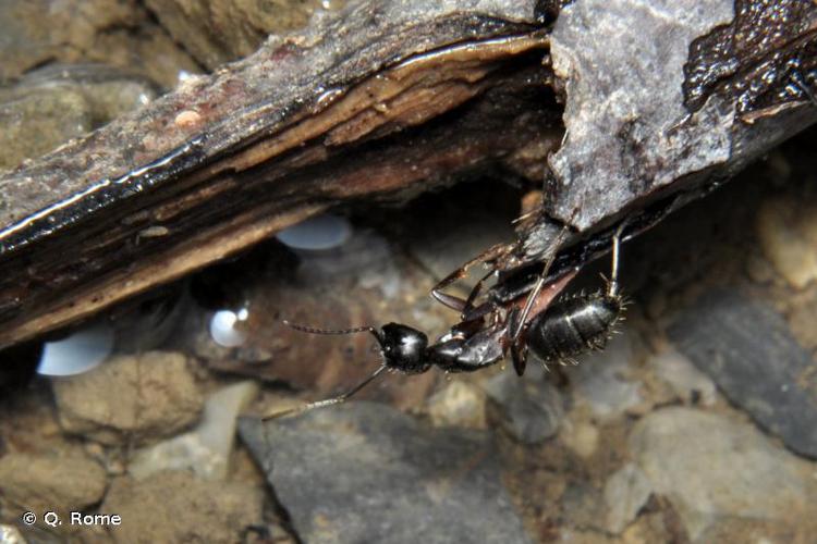 <i>Camponotus herculeanus</i> (Linnaeus, 1758) © Q. Rome