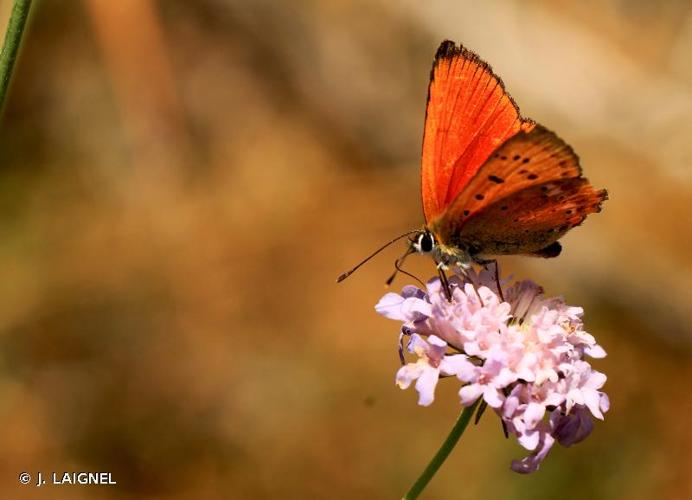 <i>Lycaena virgaureae</i> (Linnaeus, 1758) © J. LAIGNEL