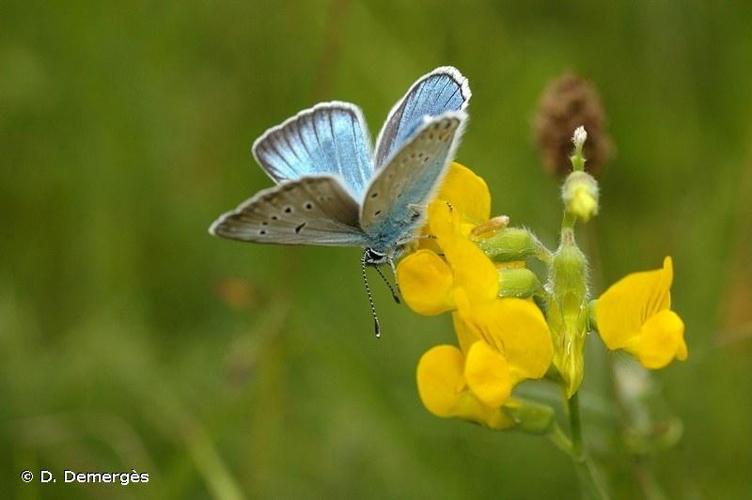 <i>Polyommatus amandus</i> (Schneider, 1792) © D. Demergès