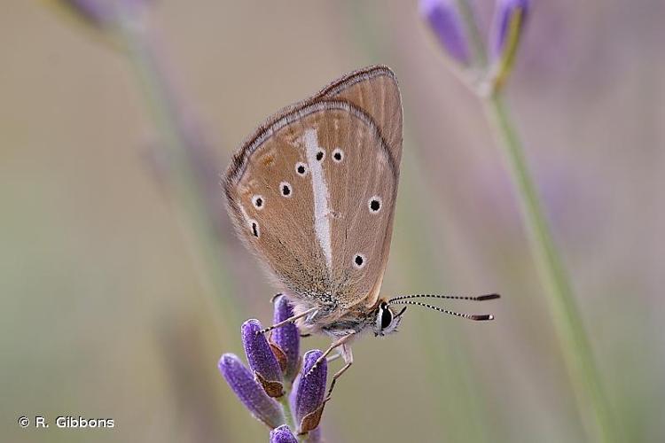 <i>Polyommatus ripartii</i> (Freyer, 1830) © R. Gibbons