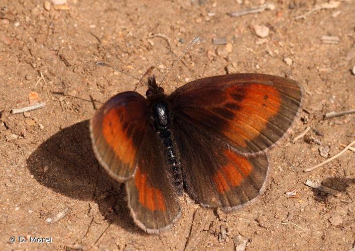 <i>Erebia aethiopellus</i> (Hoffmannsegg, 1806) © D. Morel