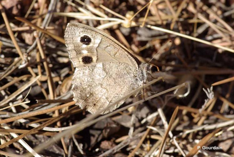 <i>Hipparchia statilinus</i> (Hufnagel, 1766) © P. Gourdain